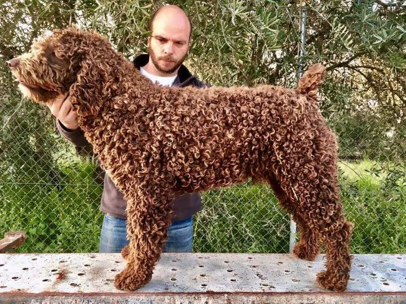 Mario II del Bolanio