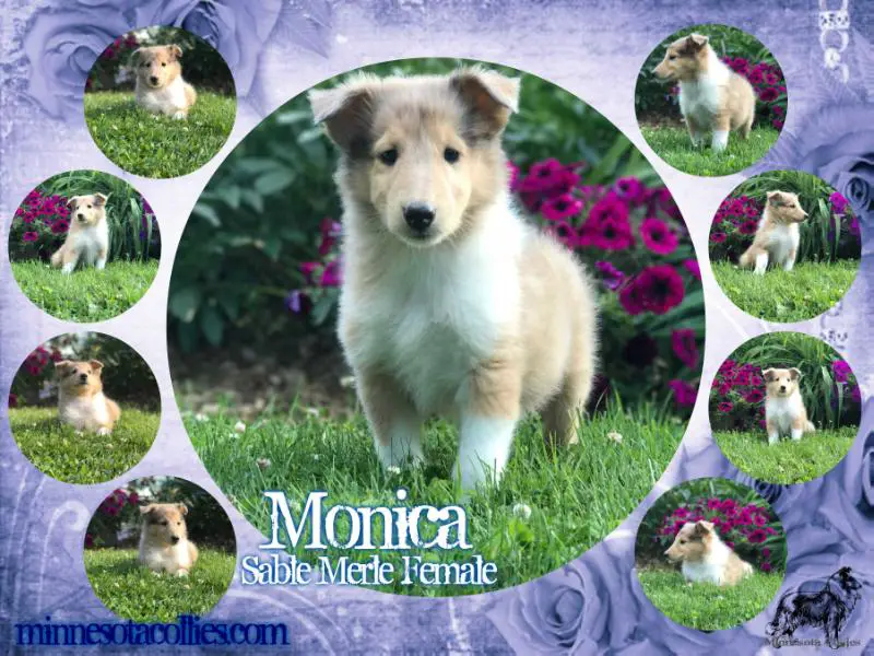 Monica