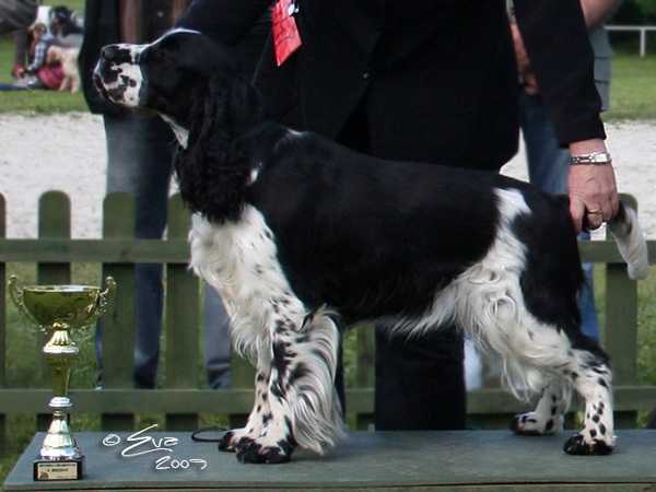 Myth Of Molusine Darrem Canis