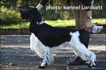 Lordsett Black Jack