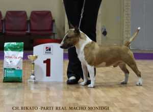 Bikato-Parti Real Macho Monidgi