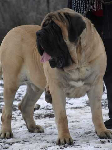 ELTON II SLNKO ZEMPLINA