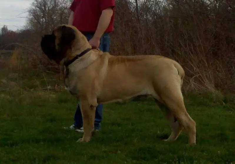Brooks (Devincourt's Thunder Rolls)