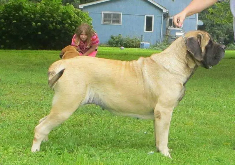 Devincourt's Million Dollar Baby Maggie