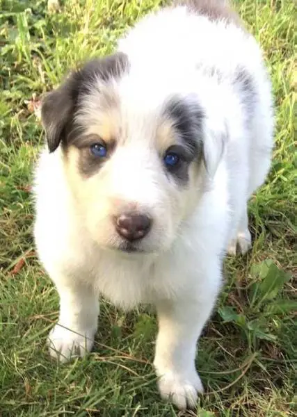 Fluffy