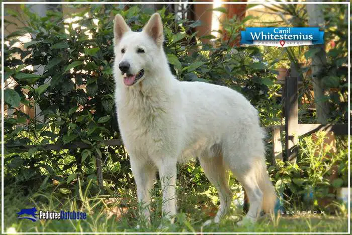 pedigree database white shepherd
