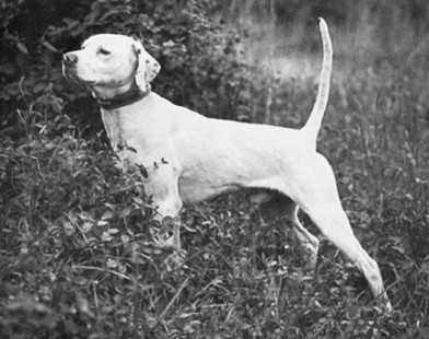 MILLER'S CHIEF