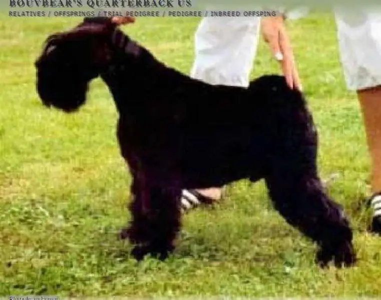 BOUVBEAR'S QUARTERBACK US