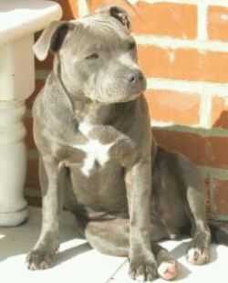 REZAVOIRE SILVER BLUE LADY