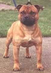 Jackstaff Wiseguy
