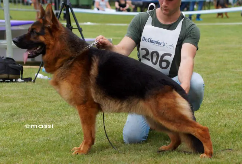 von der nordsee german shepherds