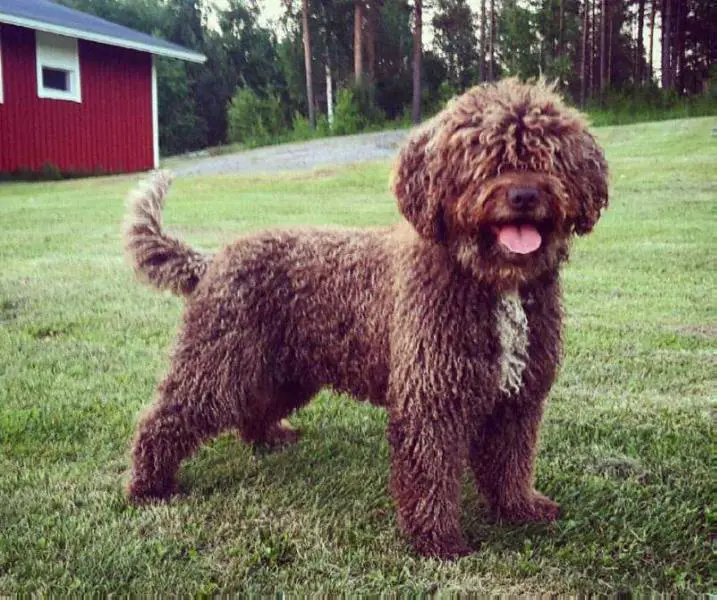 swedish water dog