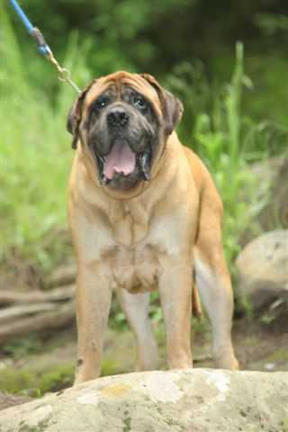 MTN OAKS SERGEANT
