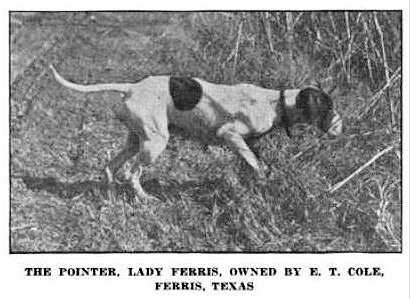 LADY FERRIS