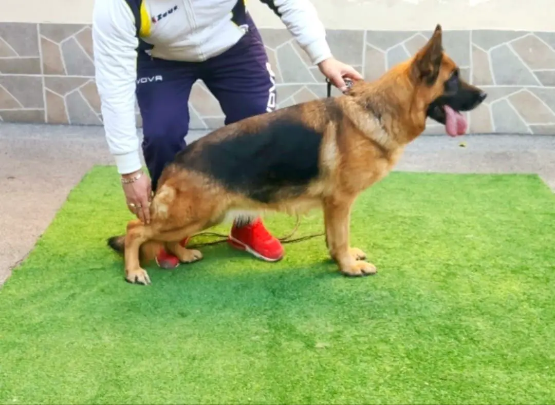 Filly Von Haus Ruggiero