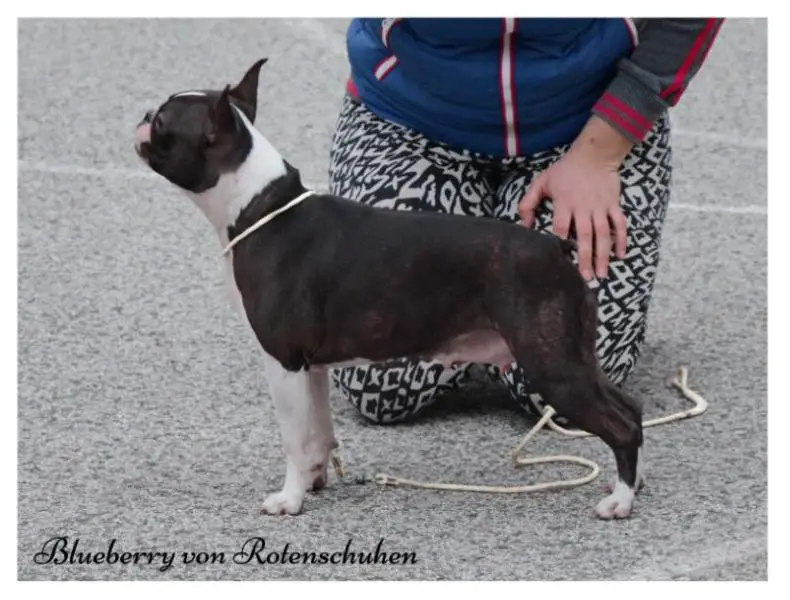 Blueberry von Rotenschuhen
