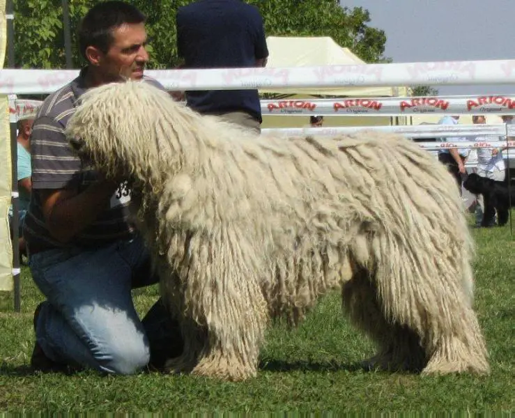 Duhaj Matyó Árvád