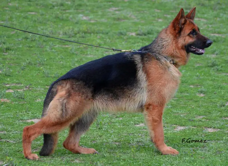 spanish german shepherd