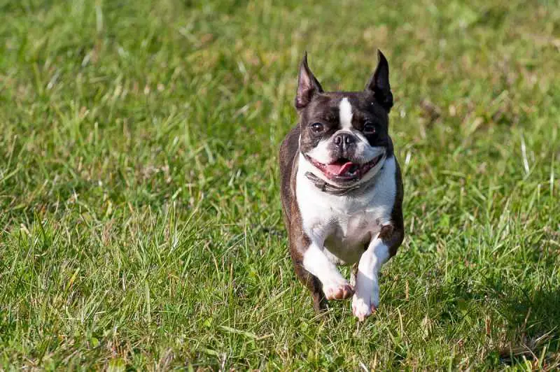 blumoon boston terriers
