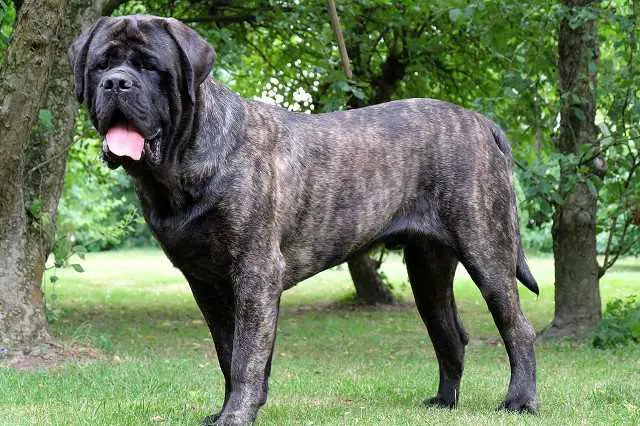 kONRAD (FLORES)