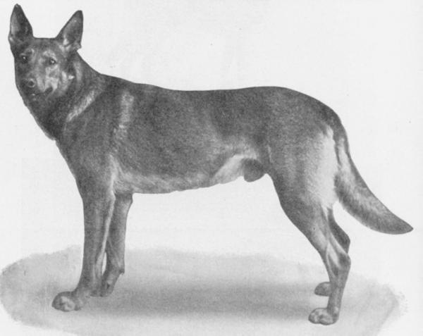 LPRS 1906 Siegfried von Jena-Paradies (fr. Barbarossa)