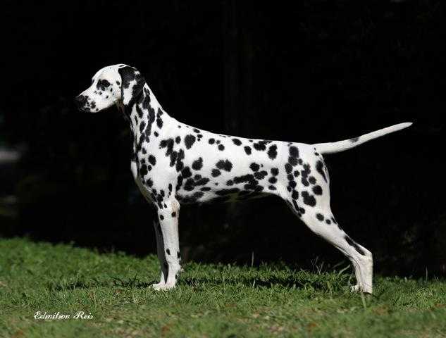 Paceaway Xmark the Spots