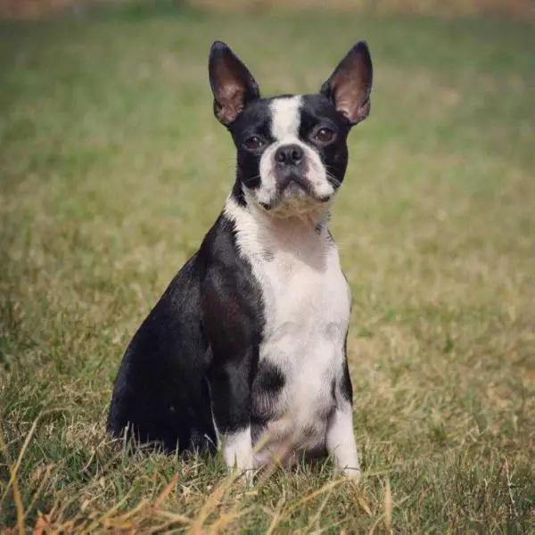 ZOE OF FREEDOM FARM