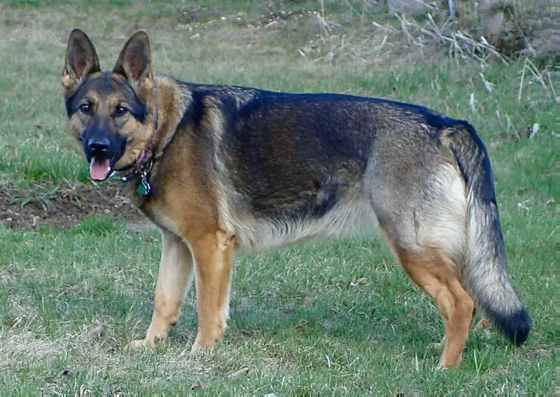 champagne german shepherd