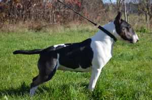 DECIDE TO WIN SHOWGIRL VENTURESOME