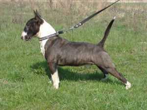WILD WEST DESPERADO FOR RUDA WIEDZMA..