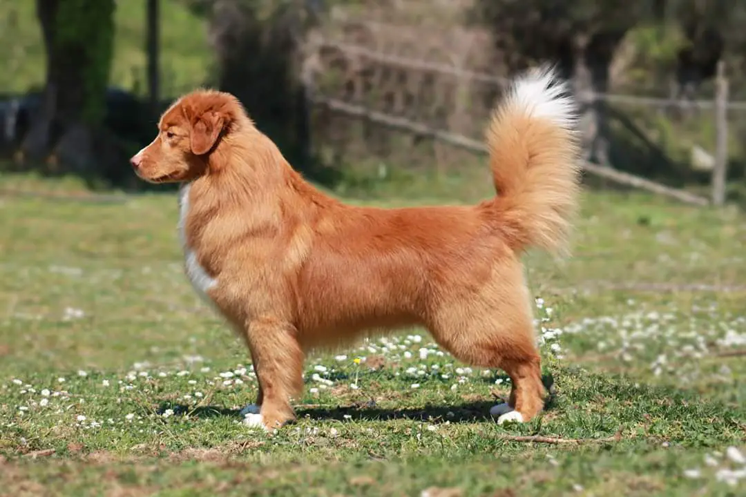 Nova scotia duck tolling retriever best sale akc