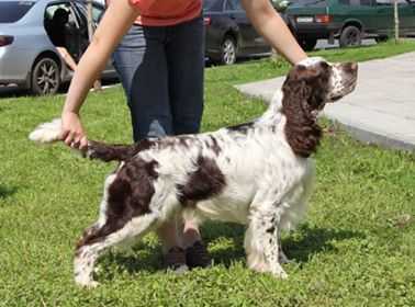 Lordsett White Pleasure At Bredbery