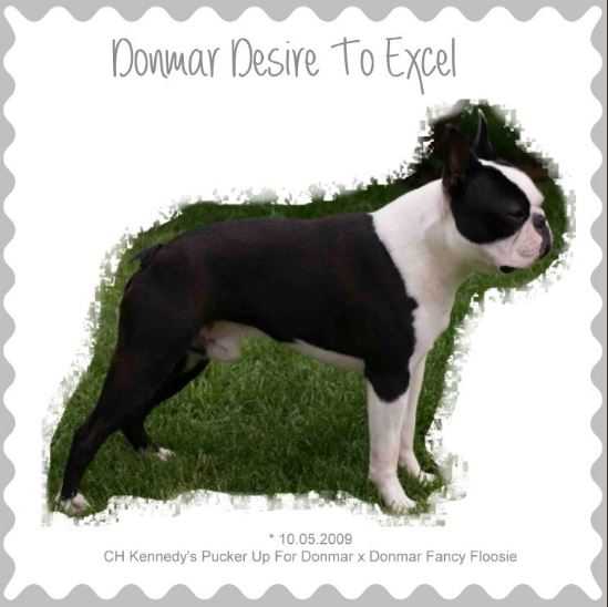 Donmar Desire To Excel