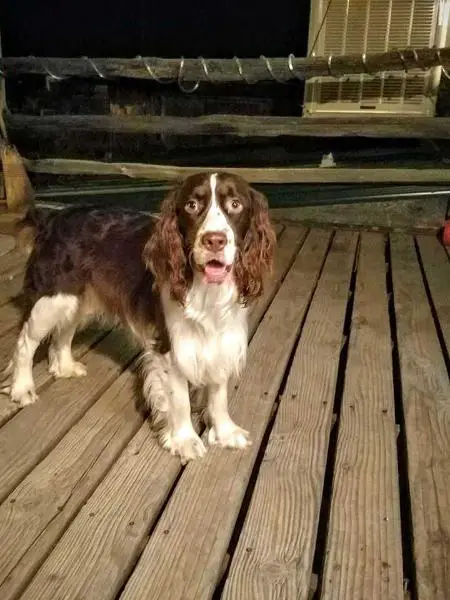 Bentley As Mellow As It Comes