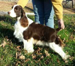 Tatum Creek's Ave Dreaming D'Lila
