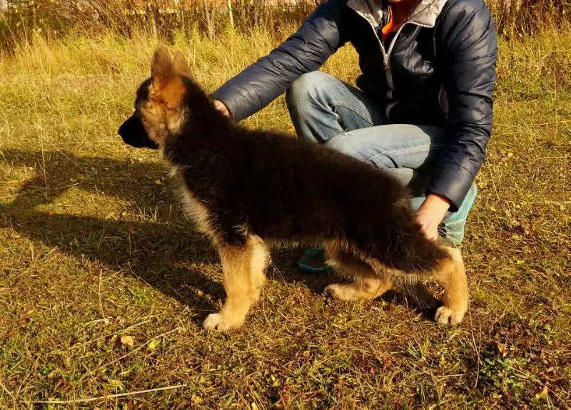 Варгас Из Белого Яра Немецкая Овчарка Фото