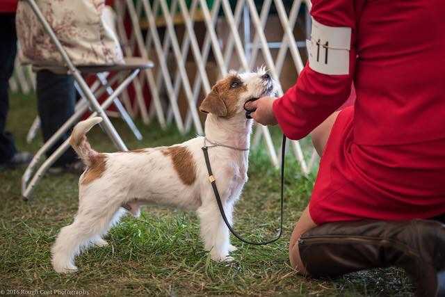 jack russell akc