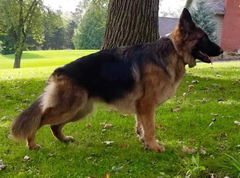 vom ragnar german shepherds