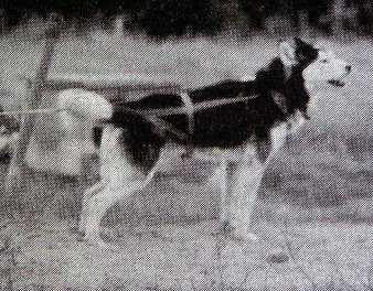 Alaskan’s Nicolai Of Anadyr II