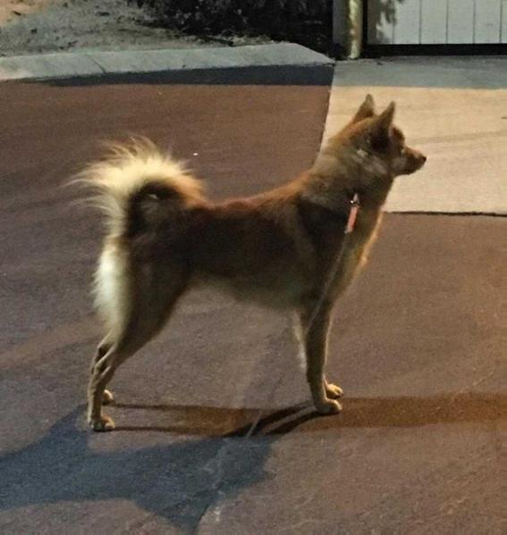 Ajuaq's Mighty Mikko of Skandia
