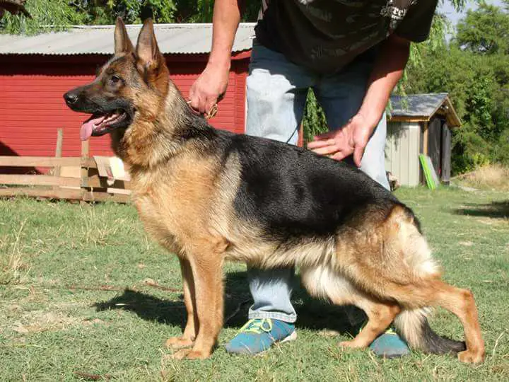 Xara von Stuttgart