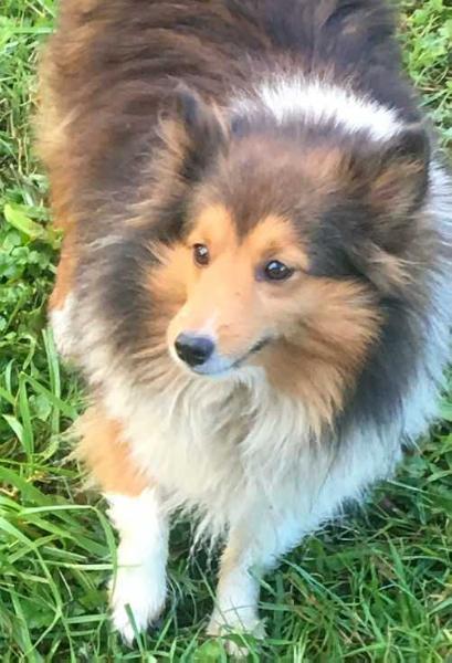 Elaraia Lady Kaleesi Of SheltieHaven