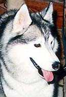TAI-MIR OF WOLF SILVER ICEWIND