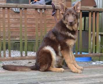 chocolate german shepherd puppy