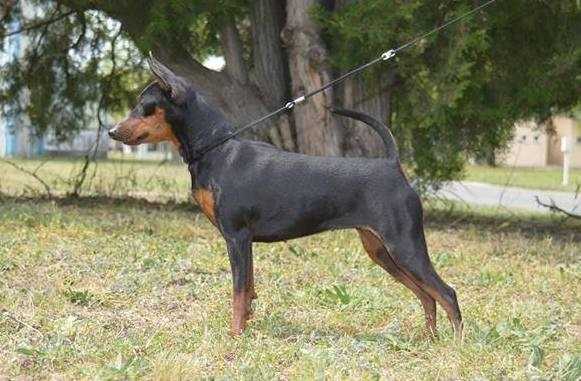 Cinke d'IQ.Hu