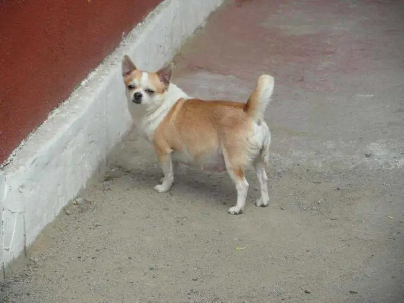 Atenea De Indicami