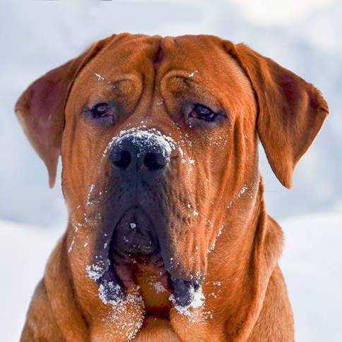 Brutus Żarskie Baciary