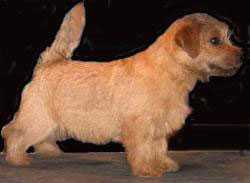 Allright Smart Chester