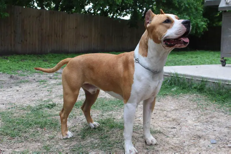 blue nile amstaff