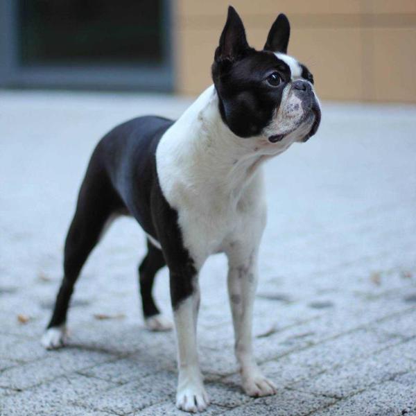 Coco Chanel Ad Captandum